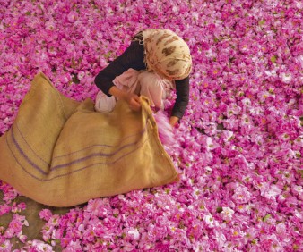 Morocco Roses festival and tours