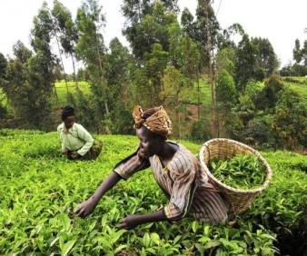 Farming in Mauritania