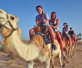 Israel camels